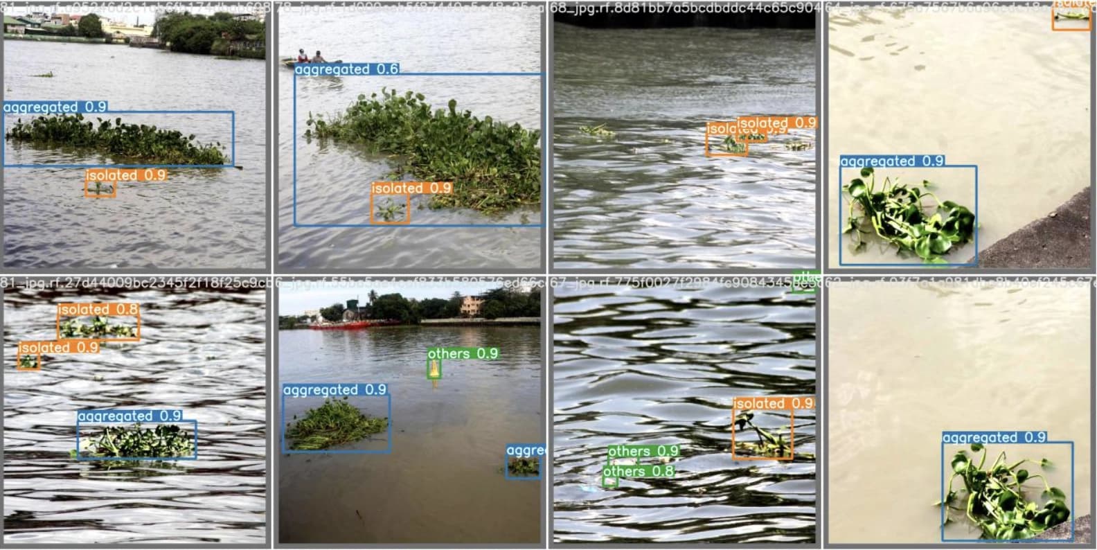 Water hyacinth detection research